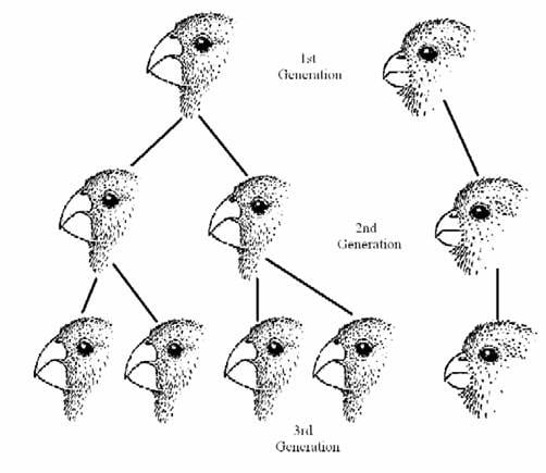 Types Of Natural Selection