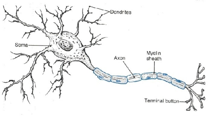 Types Of Neurons