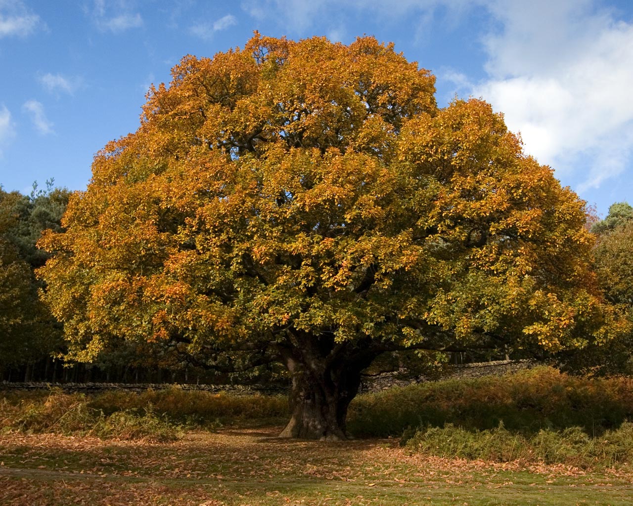 Types Of Oak Tree