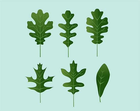 Types Of Oak Trees Leaves