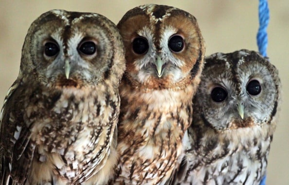 Types Of Owls