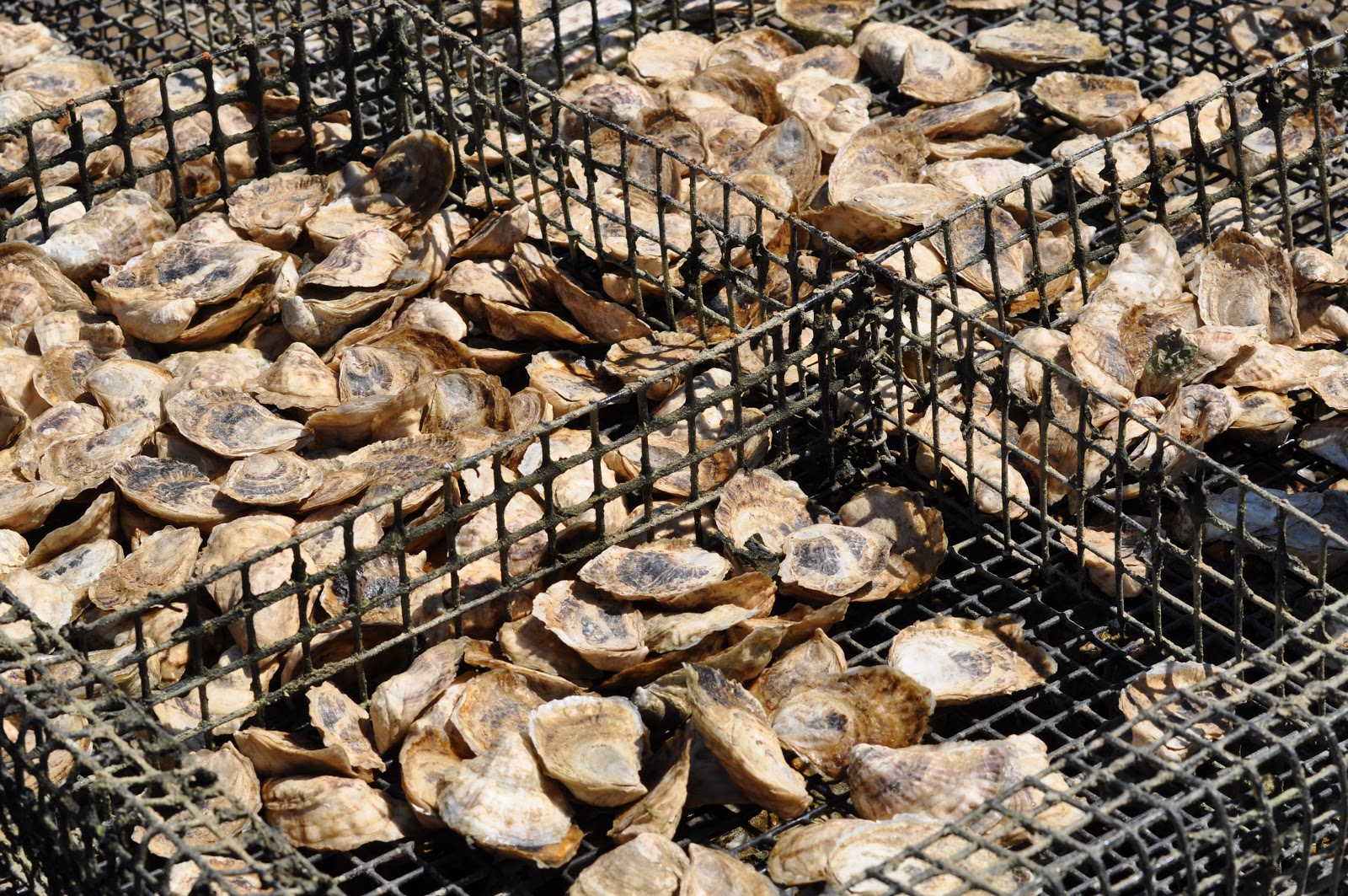 Types Of Oysters