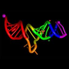 Types Of RNA