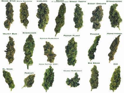Types Of Weed