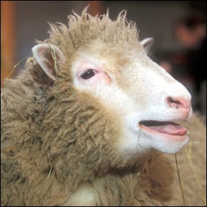 Types Of Animals Domestic | Types Of