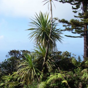 Types Of Animals In New Zealand