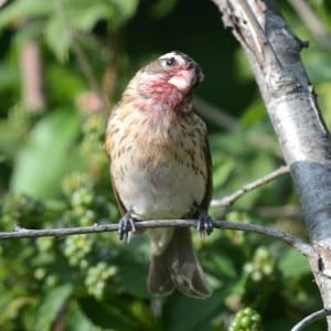 Types Of Birds In Georgia