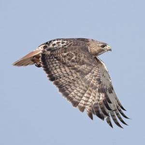 Types Of Birds In Texas