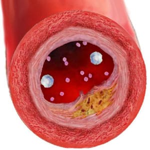 Types Of Cell Membranes