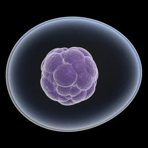 Types Of Cells Found In Blood