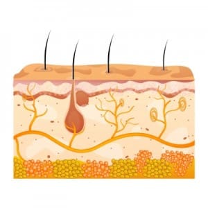 Types Of Cells Found In The Skin