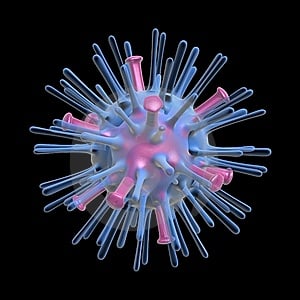 Types Of Cells That Undergo Mitosis And Meiosis