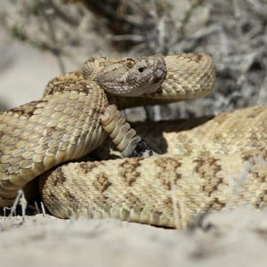 Types Of Desert Animals