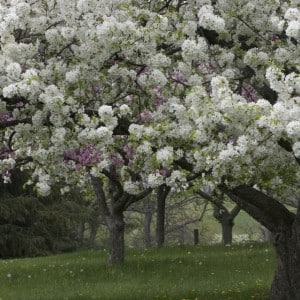 Types Of Flowers On Trees