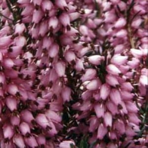 Types Of Heather Plants