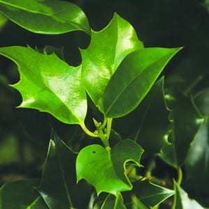 Types Of Holly Plants