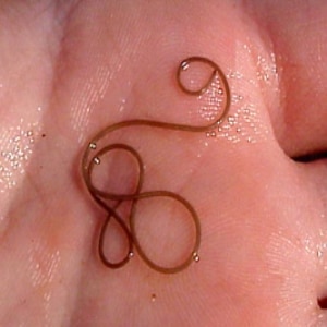 Types Of Tapeworms