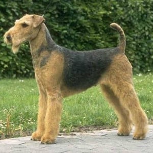 Types Of Terrier Dog Breeds