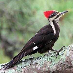 Types Of Woodpeckers