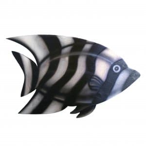 Types Of Zebrafish