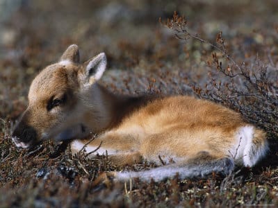 Types Of Animals That Live In The Tundra