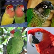 Types Of Birds For Pets