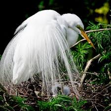 Types Of Birds In Florida