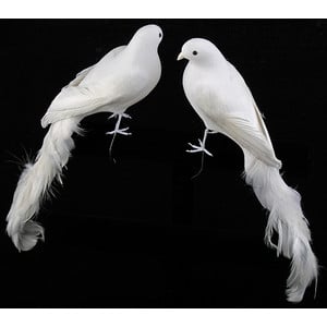 Types Of Birds That Are White