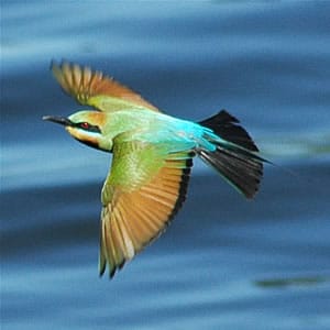 Types Of Birds That Migrate