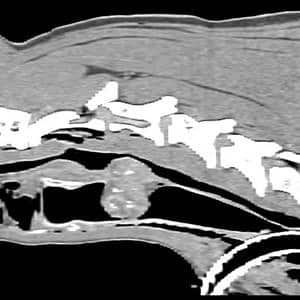 Types Of Canine Tumors