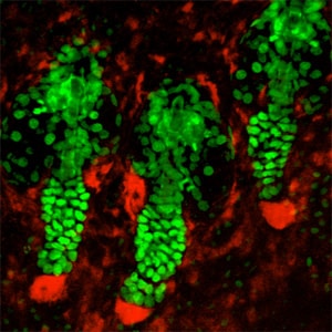 Types Of Cells And Tissues