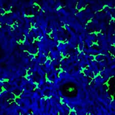 Types Of Cells Found In Epidermis