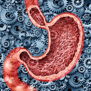 Types Of Cells In The Stomach