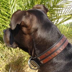 Types Of Dog Collars