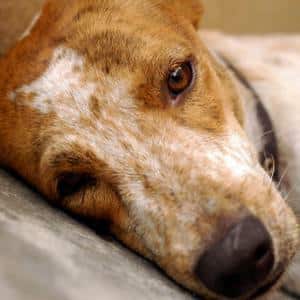 Types Of Dog Diseases