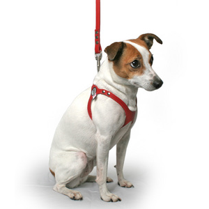 Types Of Dog Harnesses