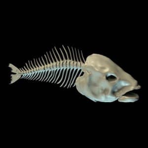 Types Of Fish Bones