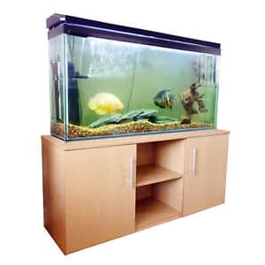 Types Of Fish For Aquarium