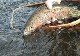 Types Of Fish In Colorado