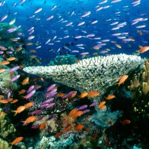 Types Of Fish That Live In Coral Reefs