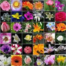 Types Of Flowers Names