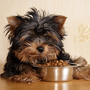 Types Of Food For Dogs