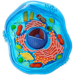 Types Of Human Cells And Their Functions