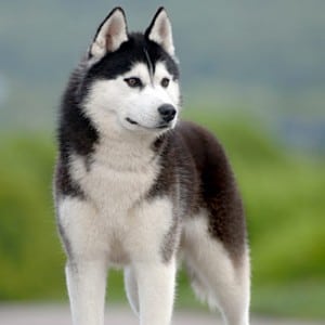 Types Of Husky Dog Breeds