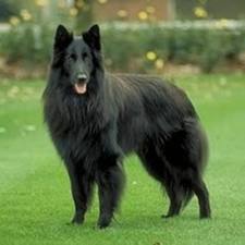 Types Of Large Dog Breeds