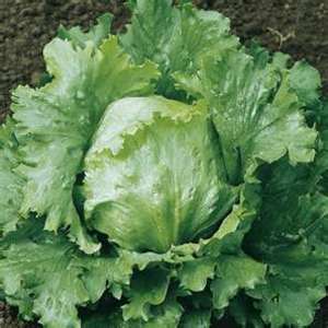 Types Of Lettuce Plants