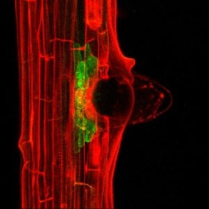 Types Of Media Biology