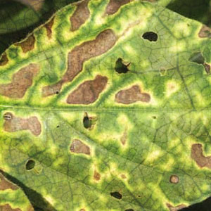 Types Of Plant Diseases
