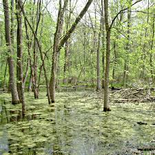 Types Of Plants In Wetlands