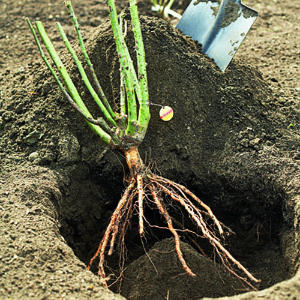 Types Of Plants Roots